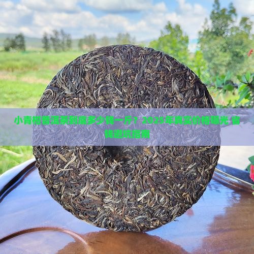 小青柑普洱茶多少钱一斤
