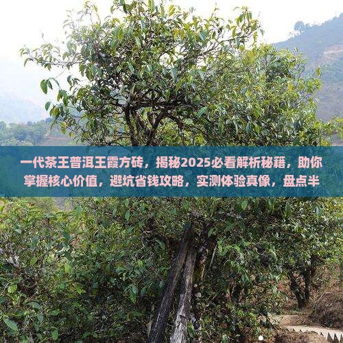 一代茶王普洱王霞方砖 一代茶王普洱王霞方砖