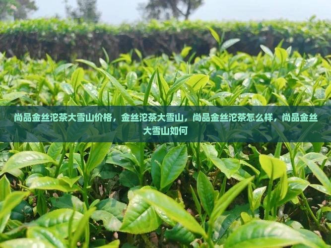 尚品金丝沱茶大雪山价格