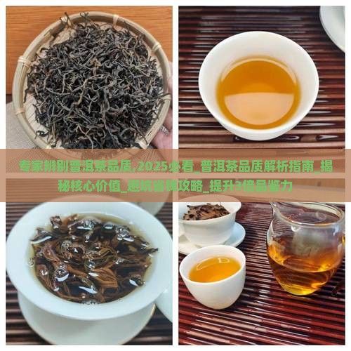 专家辨别普洱茶品质