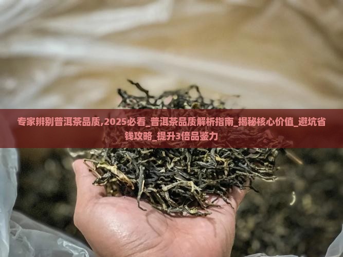 专家辨别普洱茶品质