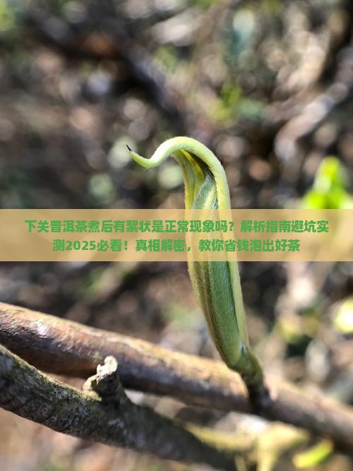 下关普洱茶煮后有絮状