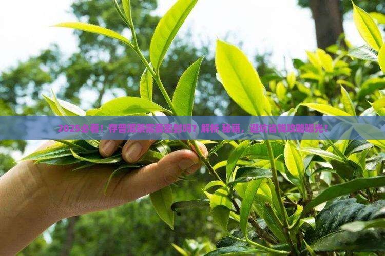 存普洱茶需要密封吗