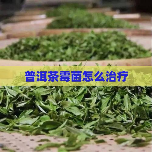 普洱茶霉菌怎么治疗
