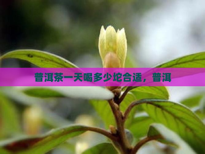 普洱茶一天喝几坨