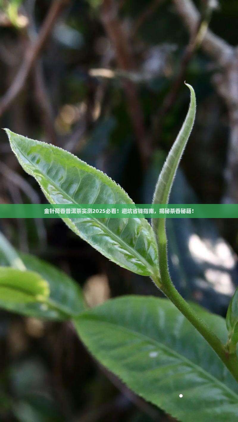 金针荷香普洱茶