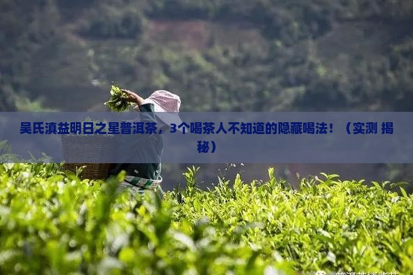 吴氏滇益明日之星普洱茶