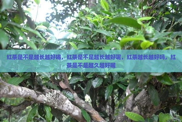 红茶是不是越长越好