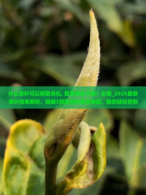 什么茶叶可以帮助消化