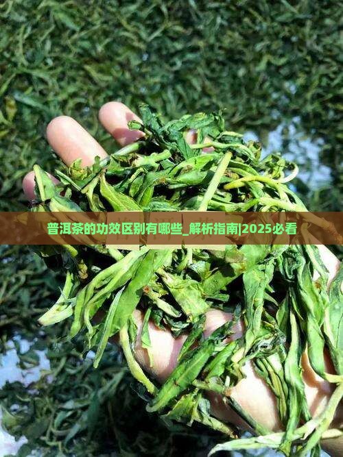 普洱茶的功效区别有哪些