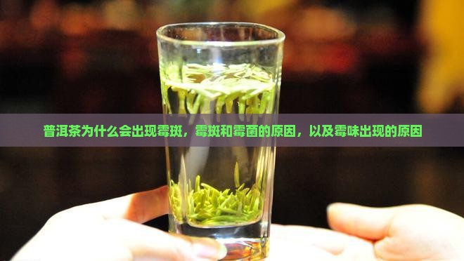 普洱茶为什么会出现霉斑