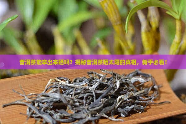 普洱茶能拿出来晒吗