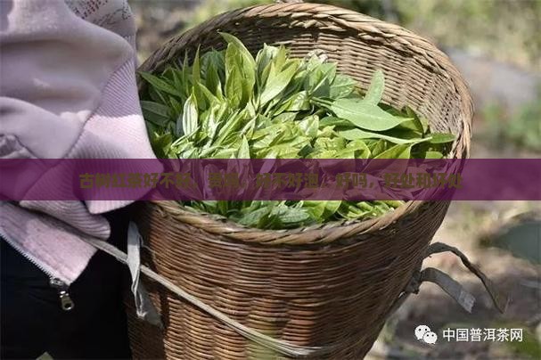 古树红茶好不好