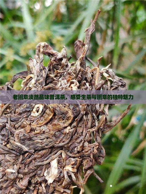 老班章淡然品味生普洱茶