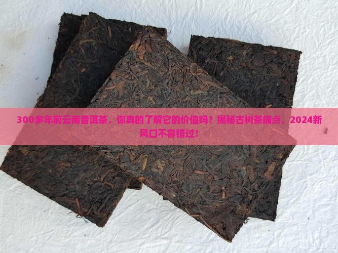 300多年前云南普洱茶