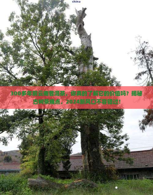 300多年前云南普洱茶