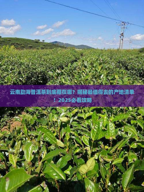 云南勐海普洱茶主要产地