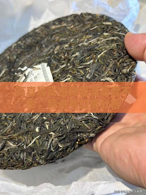 高真易武古树普洱茶
