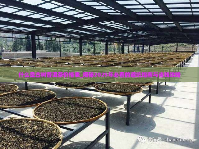 什么是古树普洱茶价格表