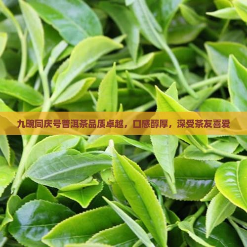 九畹同庆号普洱茶