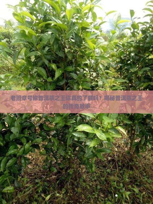 老班章号称普洱茶之王