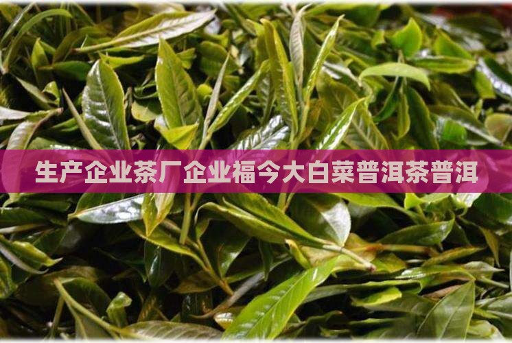 福今大白菜普洱茶