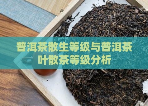 普洱茶散生等级