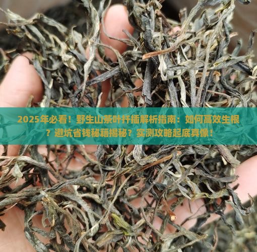 野生山茶叶怎样扦插
