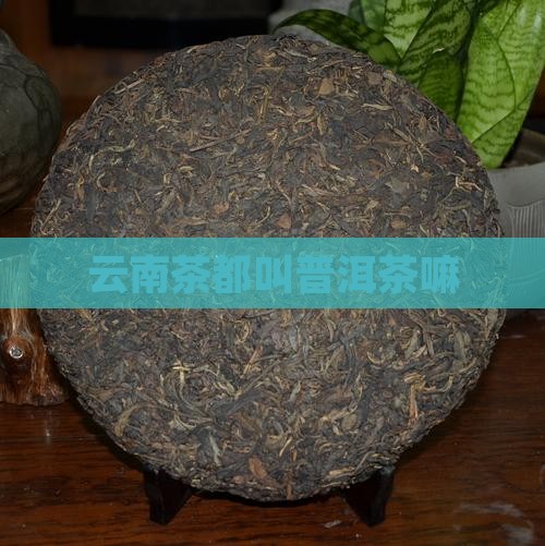 云南茶都叫普洱茶嘛