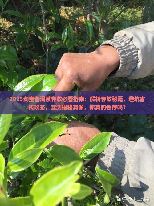 淘宝上的普洱茶怎么存放