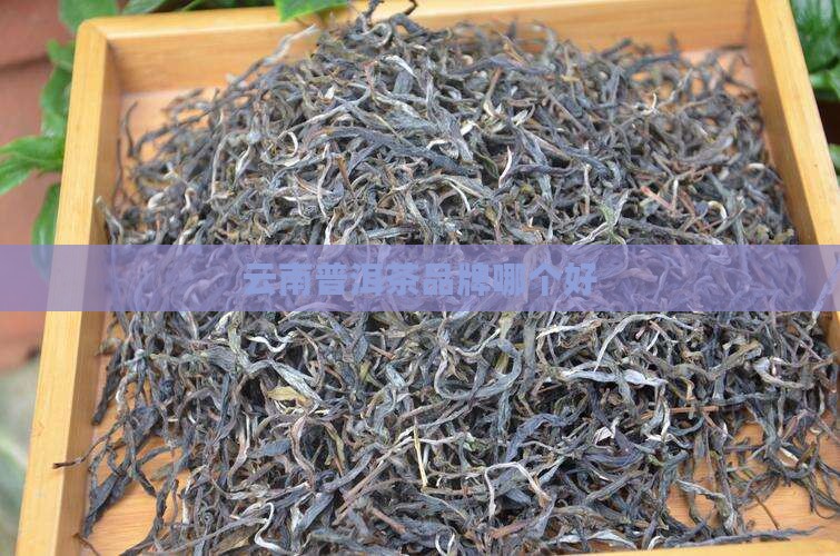 版纳普洱茶哪个好