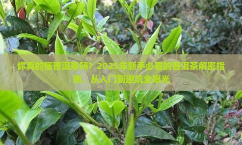 如何向客人介绍普洱茶