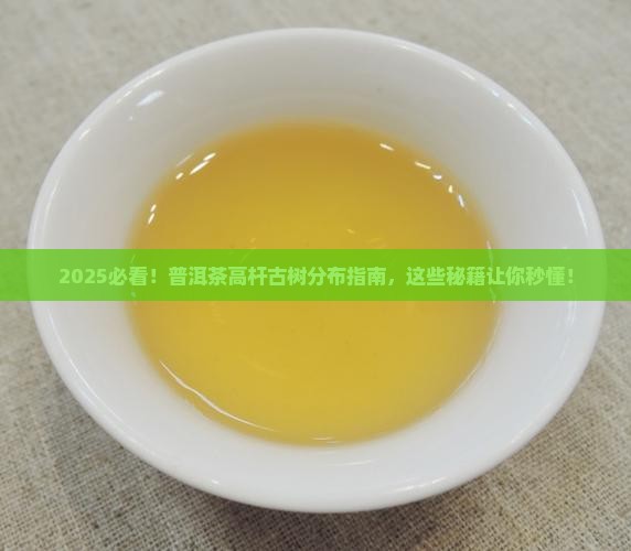 普洱茶高杆古树的分布