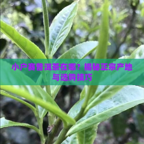 小户赛普洱茶在哪