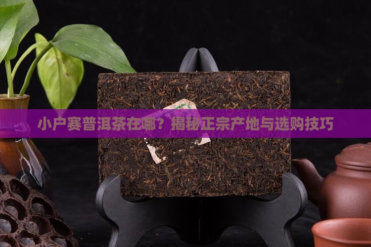 小户赛普洱茶在哪