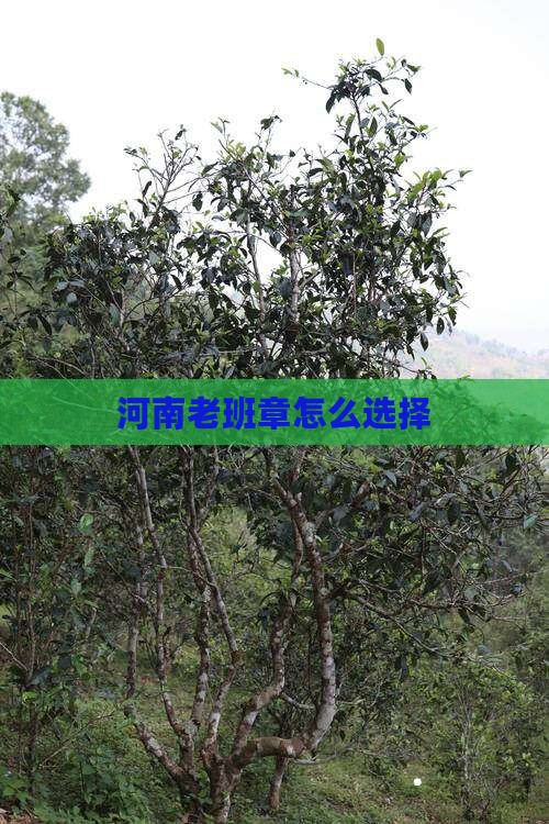 河南老班章怎么选择