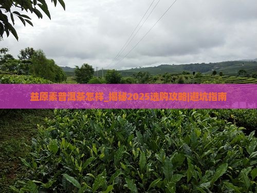 益原素普洱茶怎样