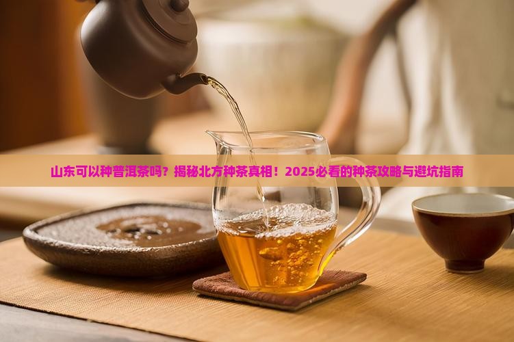 山东可以种普洱茶吗