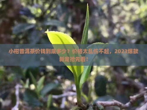 小柑普洱茶价钱