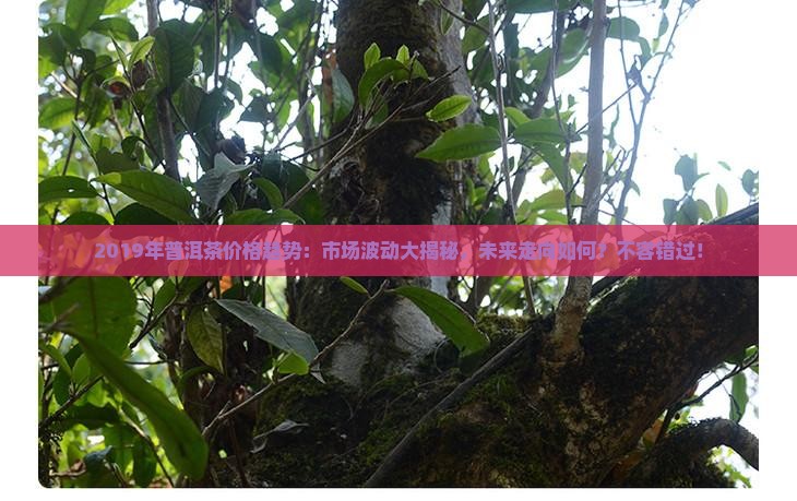 2019年普洱茶价格趋势