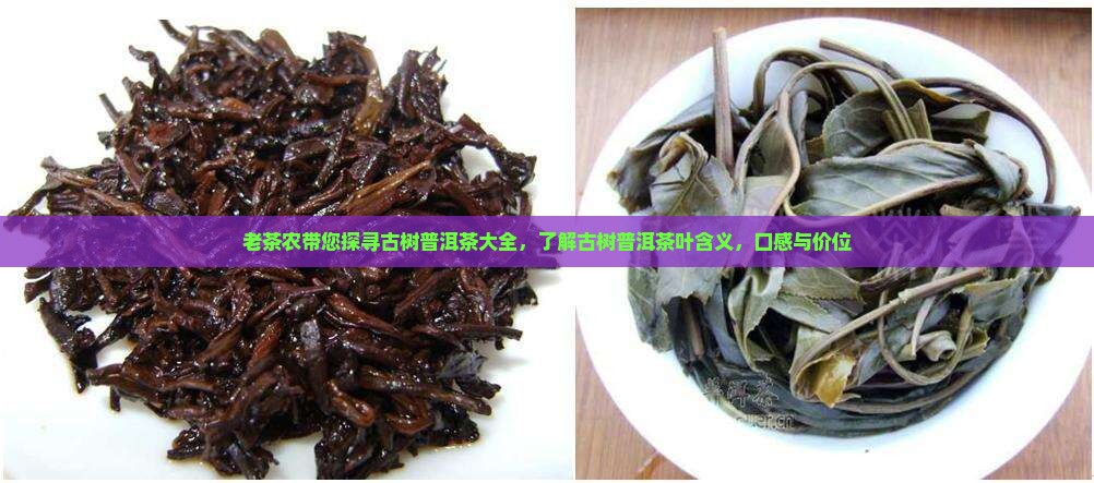 老茶农带您探寻古树普洱茶