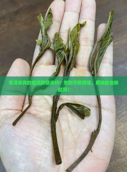 普洱茶预防龋齿吗怎么喝