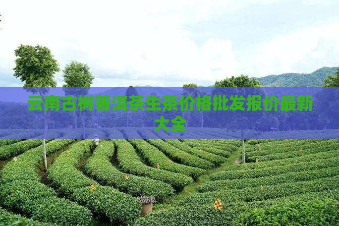 云南生茶普洱茶的价格