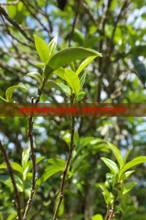 熟普洱茶和茶化石的区别