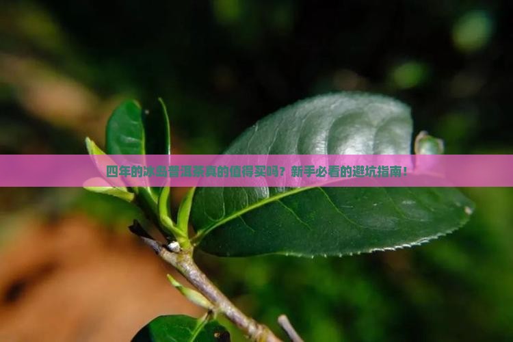 四年的冰岛普洱茶