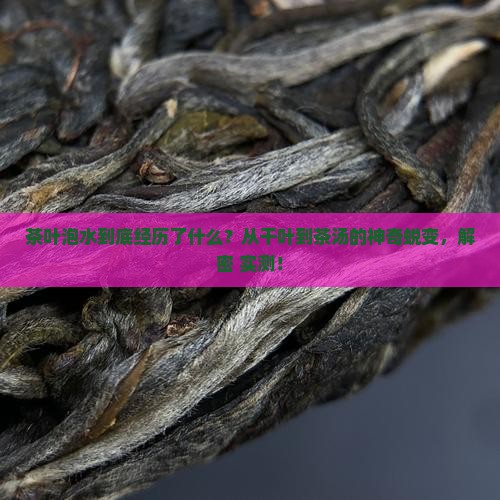 茶叶泡水的变化过程记录