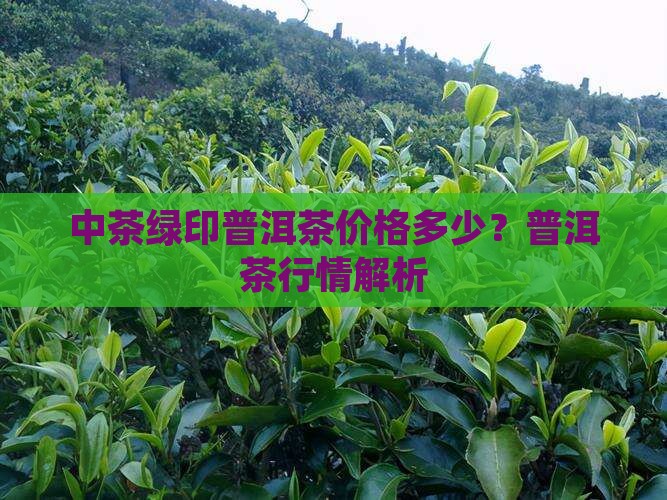 中茶紫绿印普洱茶多少钱