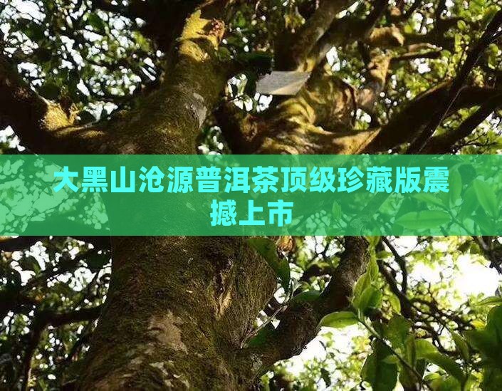 大黑山沧源普洱茶