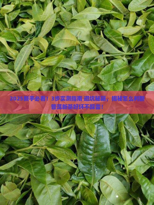 怎么判断一款普洱新茶的好坏