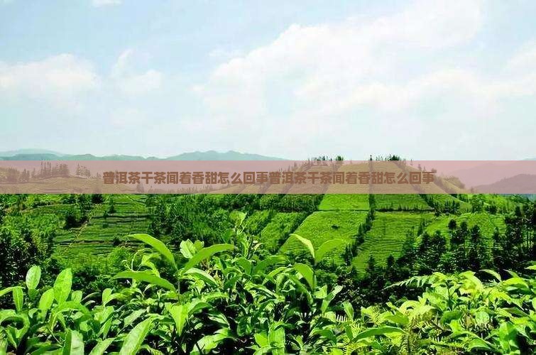 普洱茶干茶闻着香甜怎么回事